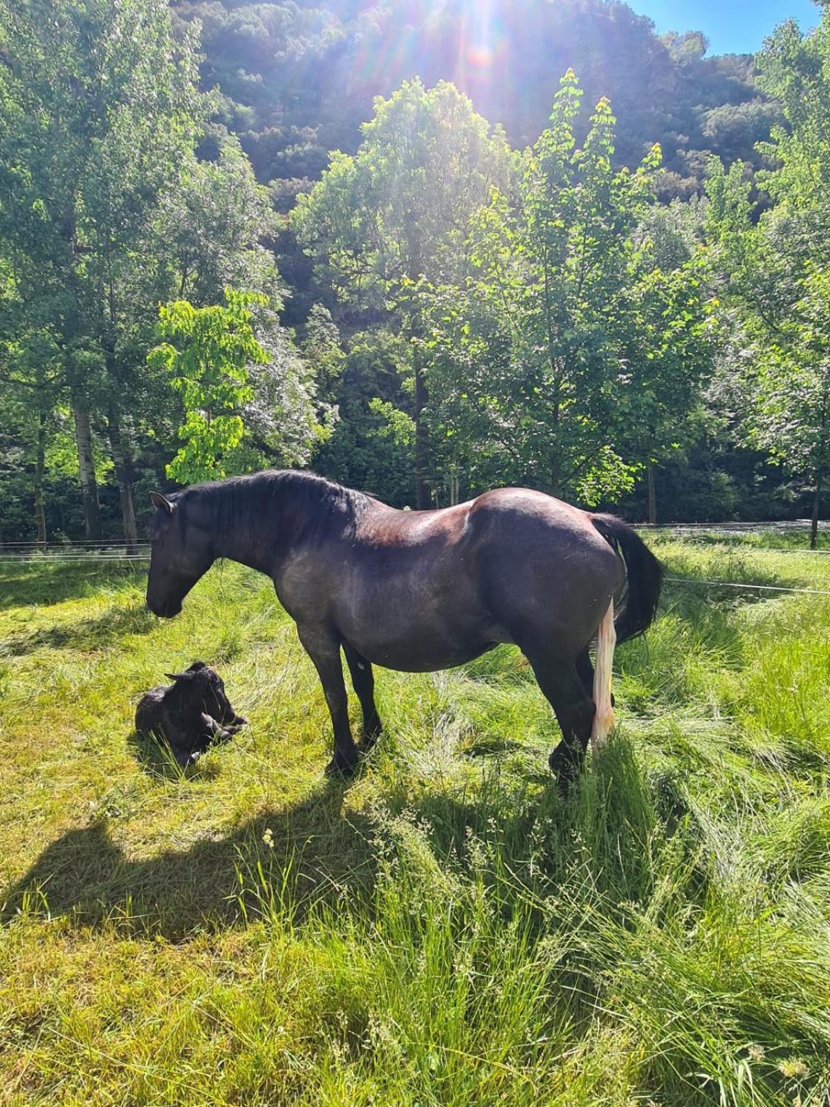 Apartaments Sort Pirineus Экстерьер фото
